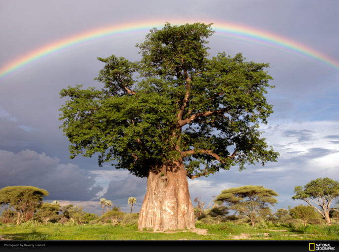 rainbow-baobab-tree-joubert-1011931-xl.jpg
