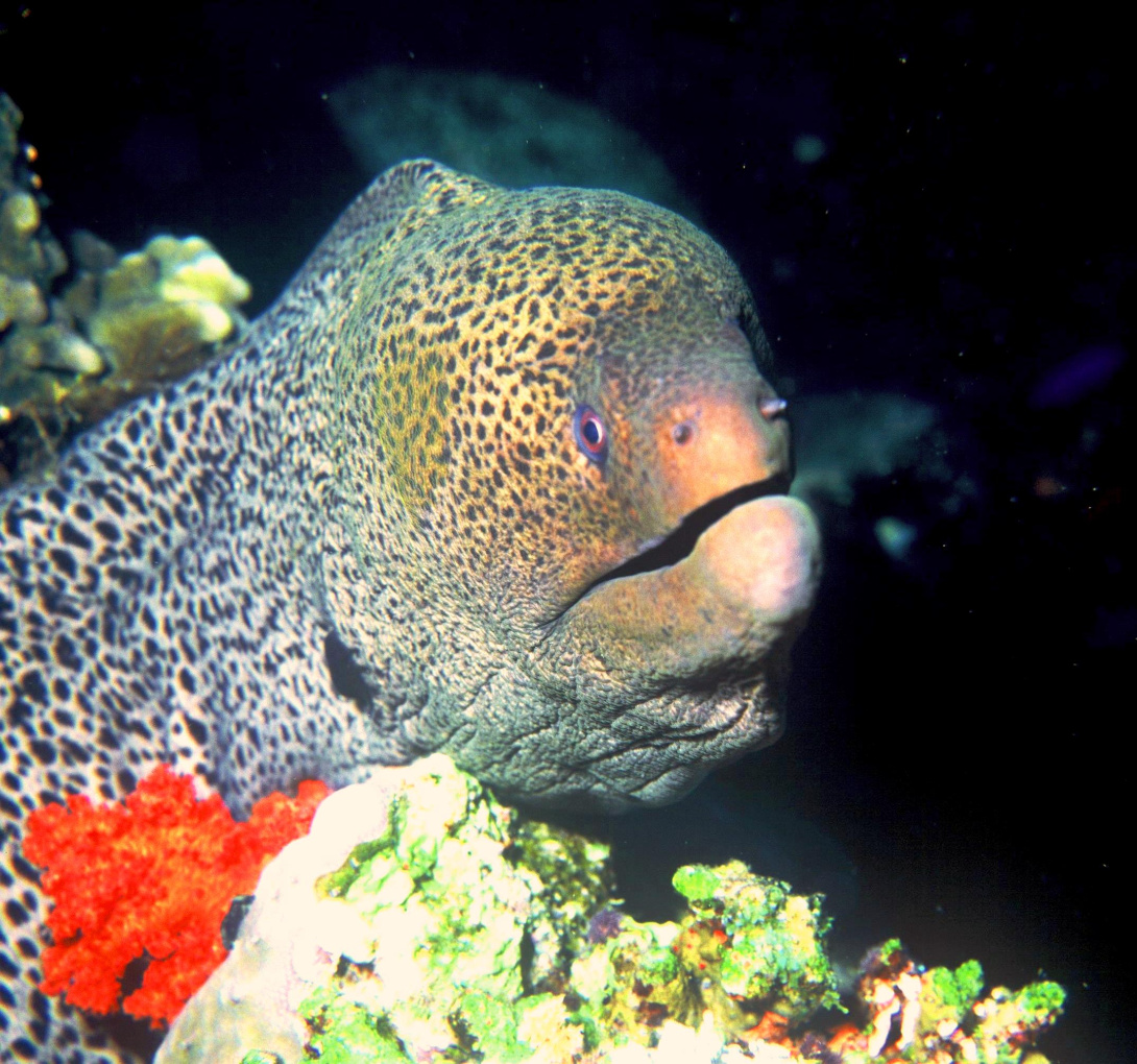 g.javanicus7.jpg